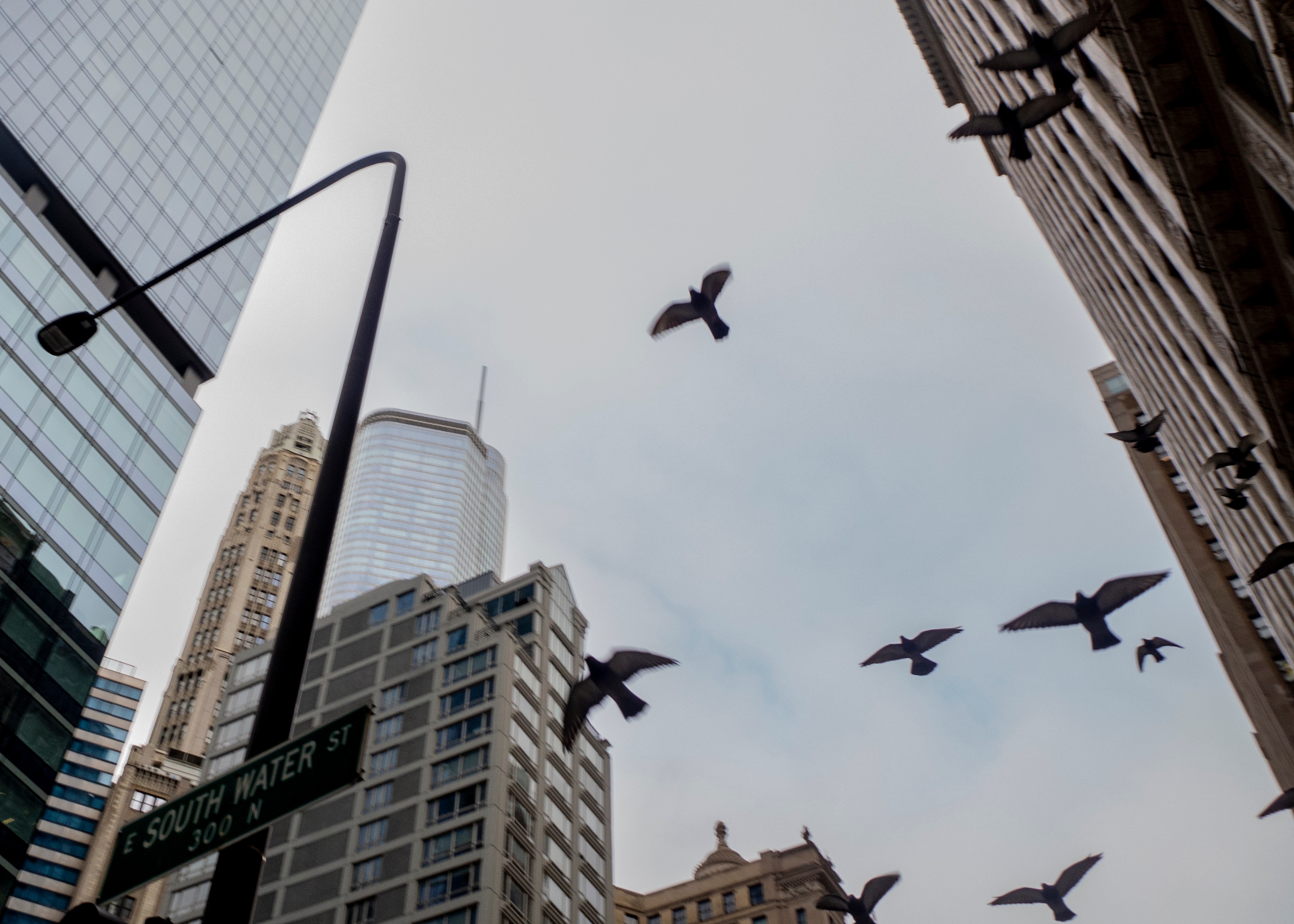 Looking up at Chicago buildings with pigeons flying overhead